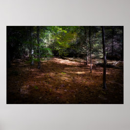 Póster Limpieza en un bosque oscuro