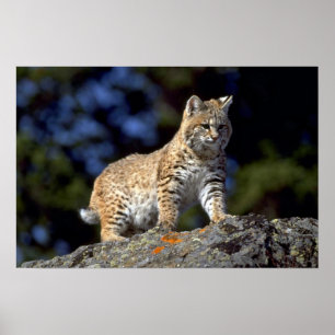 Póster Lince