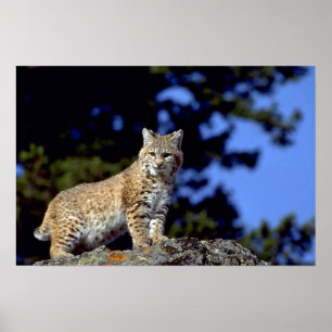 Póster Lince