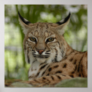 Póster Lince 2_11x11