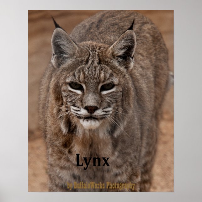 Póster Lince 5214 (Frente)