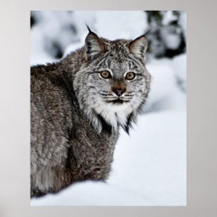 Póster Lince canadiense en la nieve