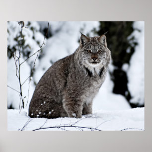 Póster Lince canadiense en la nieve