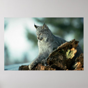 Póster Lince de Canadá