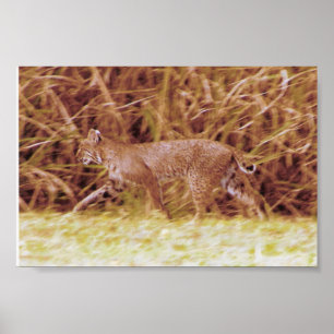 Póster Lince de la Florida