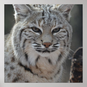 Póster Lince del arrastramiento