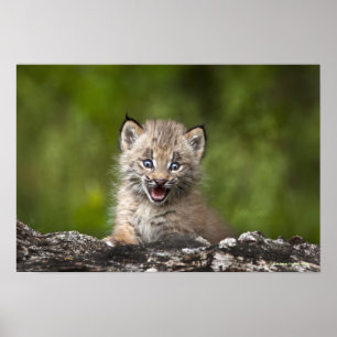 Póster Lince del bebé que mira sobre árbol caido A