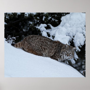 Póster Lince en la nieve
