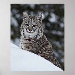 Póster Lince en la nieve
