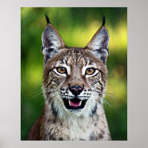 Póster Lince siberiano - sonriendo