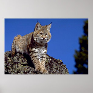 Póster Lince skylined