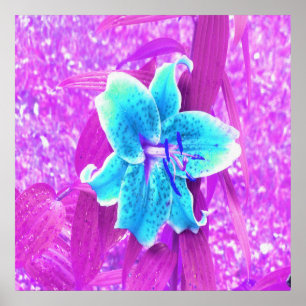 Póster Linda Lirio Stargazer Azul Acuático sobre Púrpura