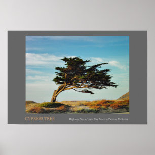Póster Linda marcha Cypress