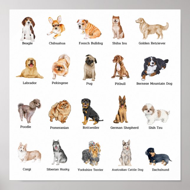 Póster lindas razas de 20 perros (Frente)