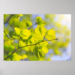 Póster Linden Leaves