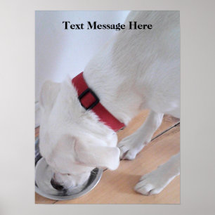 Póster Lindo Labrador Blanco Mezcla de Perro Cachorro Beb