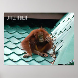 Póster Lindo orangután en la selva de Sabah Borneo