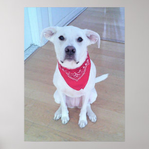 Póster Lindo perro blanco que lleva bufanda roja con orej