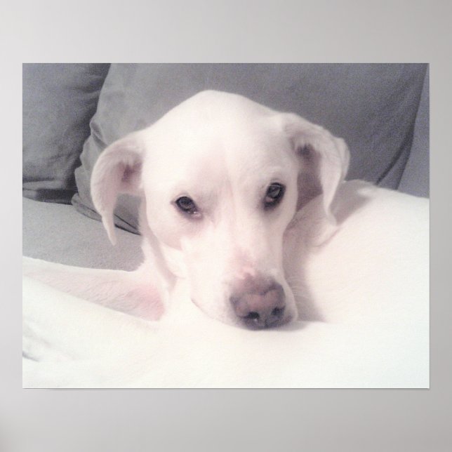 Póster Lindo perro mestizo labrador blanco sentado en sof (Frente)