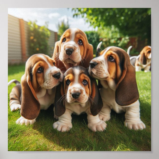 Póster lindos cachorros de Basset Hound (Frente)