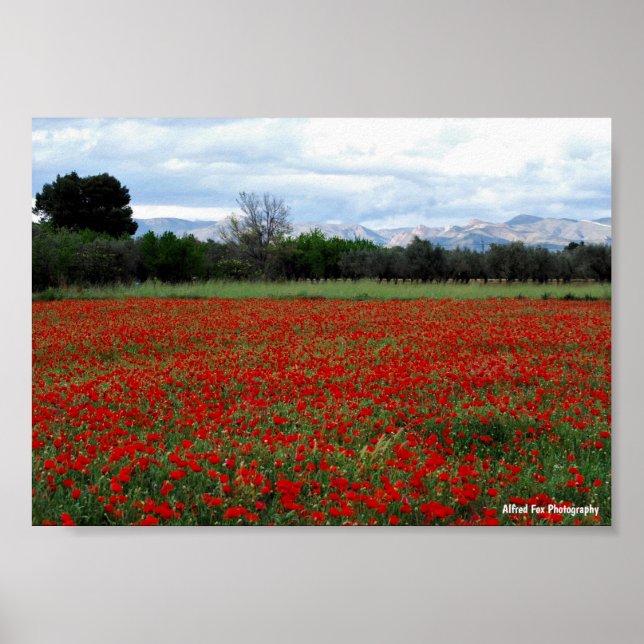 Póster Línea de árboles en campo de amapolas (Frente)