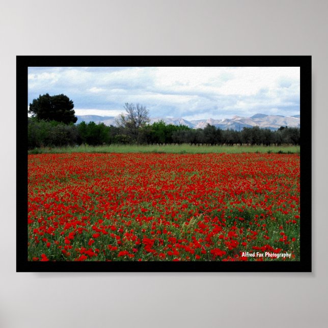 Póster Línea de árboles en campo de amapolas (Frente)