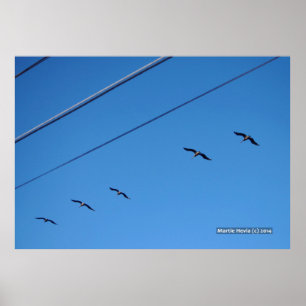Póster Línea de Aves