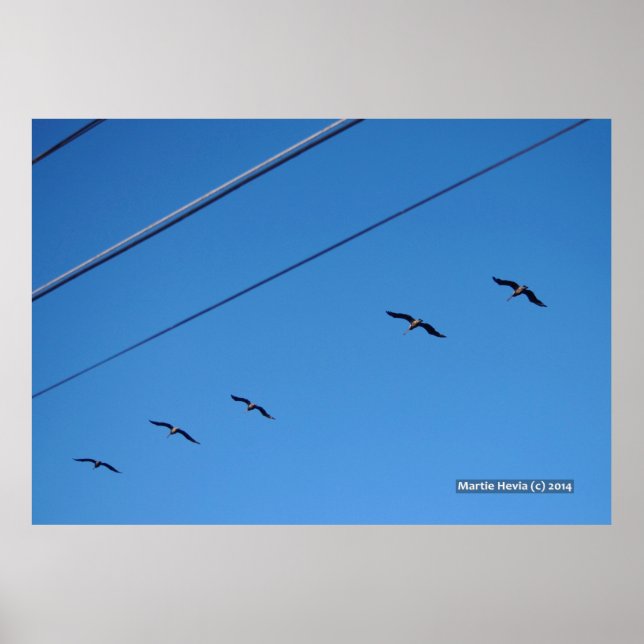 Póster Línea de Aves (Frente)