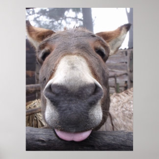 Póster Linha Animal - Arre burriquito