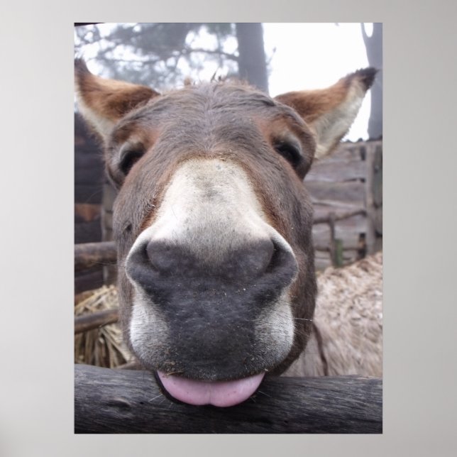 Póster Linha Animal - Arre burriquito (Frente)