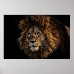 Póster Lion