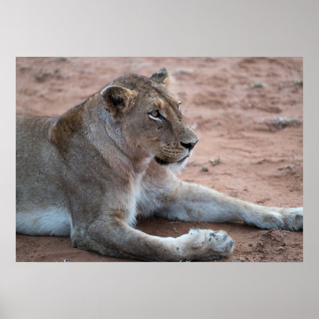 Póster Lion (Frente)