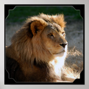 Póster Lion-6775e11x11fram africano