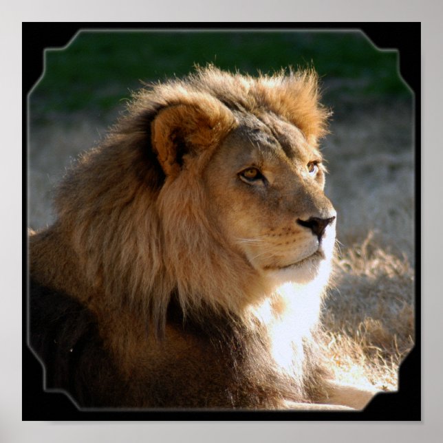 Póster Lion-6775e11x11fram africano (Frente)