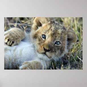 Póster Lion bebé