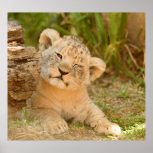 Póster Lion Cub