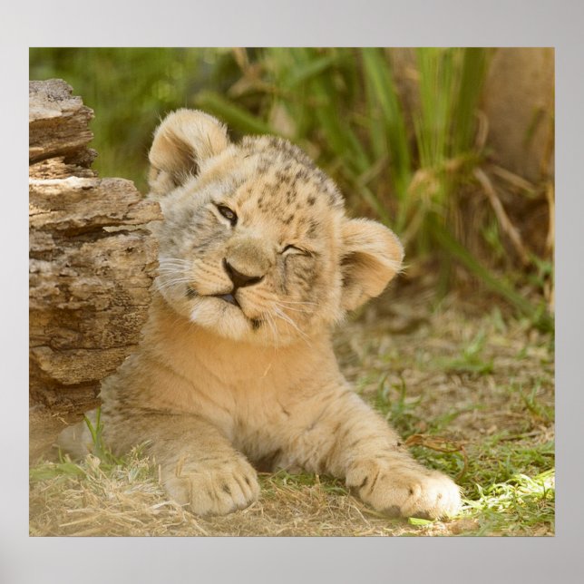 Póster Lion Cub (Frente)