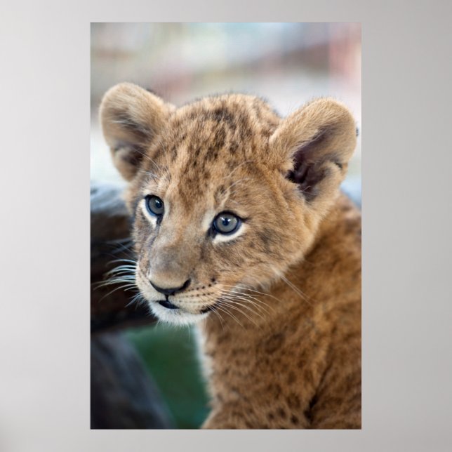 Póster Lion Cub (Frente)