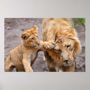 Póster Lion Cub jugando con su padre