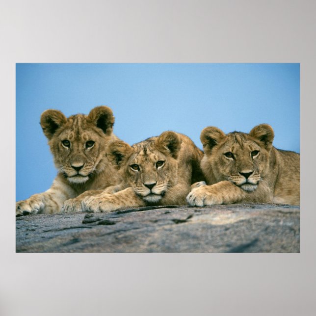 Póster Lion Cubs (Frente)