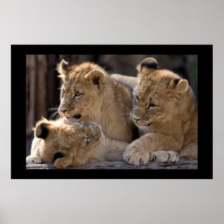 Póster Lion Cubs