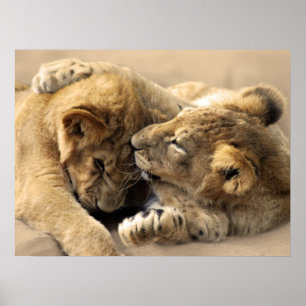 Póster Lion cubs best friends