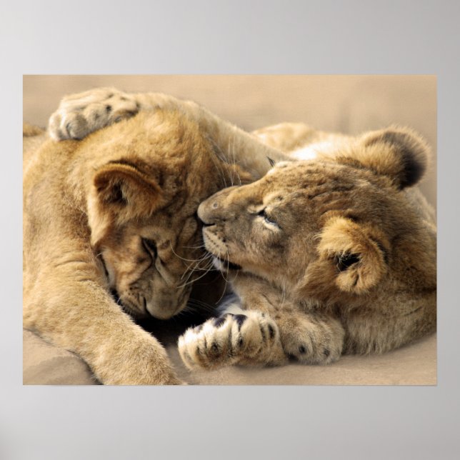 Póster Lion cubs best friends (Frente)
