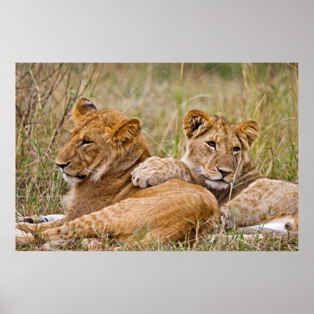 Póster Lion Cubs Lounging (Frente)