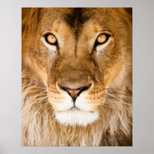 Póster Lion Face Closeup