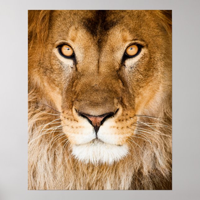 Póster Lion Face Closeup (Frente)