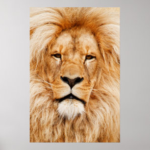 Póster Lion Head Poster