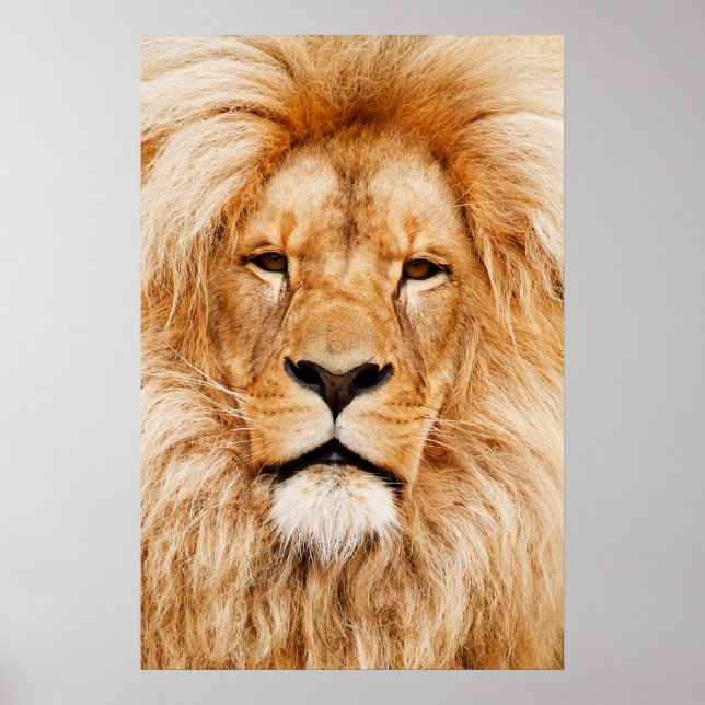 Póster Lion Head Poster (Frente)
