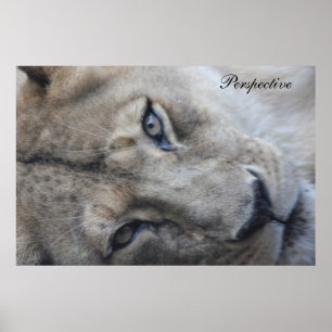 Póster Lion Perspective Poster