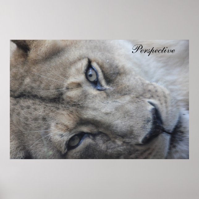 Póster Lion Perspective Poster (Frente)
